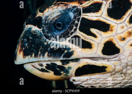 Dettaglio testa, tartaruga hawksbill, Eretmochelys imbricata, Tulamben, Bali, Indonesia Foto Stock