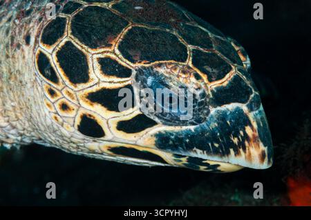 Dettaglio testa, tartaruga hawksbill, Eretmochelys imbricata, Tulamben, Bali, Indonesia Foto Stock