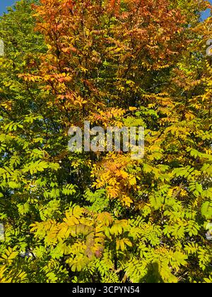 Albero autunnale con fogliame vibrante in tonalità di verde, giallo e arancione. Foto Stock