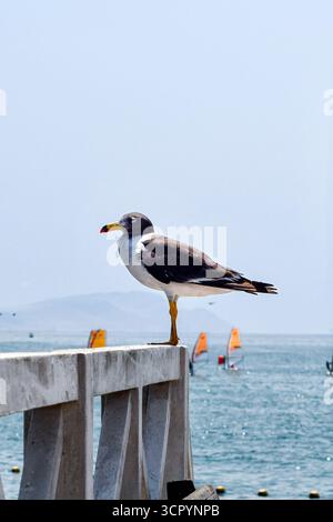 Un gabbiano dalla parte nera (gaviota peruana, larus belcheri) con becco giallo, nero e rosso appollaiato su una ringhiera con un oceano blu sullo sfondo. Foto Stock