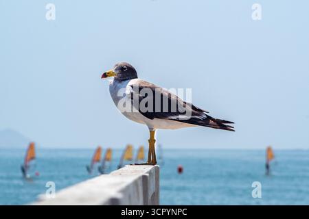 Un gabbiano dalla parte nera (gaviota peruana, larus belcheri) con becco giallo, nero e rosso appollaiato su una ringhiera con un oceano blu sullo sfondo. Foto Stock