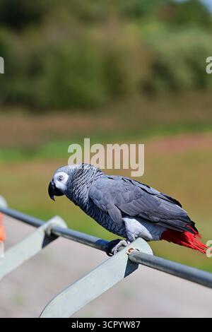 Chew Valley, Somerset, Regno Unito. 28 settembre 2025. In una calda giornata a Chew Valley nel Somerset, un pappagallo sfacciato è visto seduto su una barriera di metallo che guarda un lago di riserva vuoto. Foto di Robert Timoney/Alamy/Live/News. Foto Stock