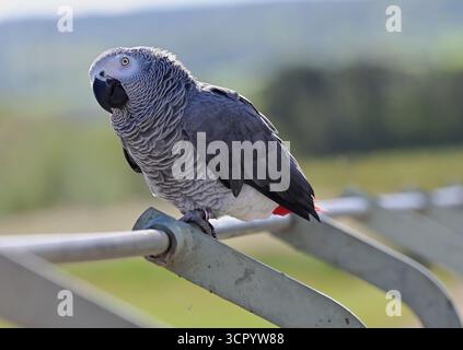 Chew Valley, Somerset, Regno Unito. 28 settembre 2025. In una calda giornata a Chew Valley nel Somerset, un pappagallo sfacciato è visto seduto su una barriera di metallo che guarda un lago di riserva vuoto. Foto di Robert Timoney/Alamy/Live/News. Foto Stock