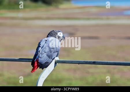 Chew Valley, Somerset, Regno Unito. 28 settembre 2025. In una calda giornata a Chew Valley nel Somerset, un pappagallo sfacciato è visto seduto su una barriera di metallo che guarda un lago di riserva vuoto. Foto di Robert Timoney/Alamy/Live/News. Foto Stock