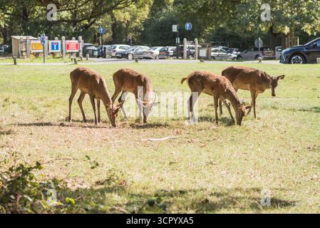 Gruppo di giovani cervi rossi (Cervus elaphus) nel Richmond Park con la strada e un parcheggio sullo sfondo Foto Stock