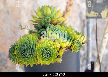 Un gruppo di vibranti Sempervivum hybridum verde riempie un vaso nero, creando una mostra di piante compatte e scultoree. Perfetto per arredi moderni, interni Foto Stock