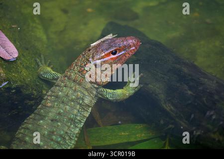L'elusiva lucertola di Dracaena, perfettamente adattata al suo mondo amazzonico. In parte rettile, in parte spirito fluviale. Pacaya Samiria Perù. Foto Stock