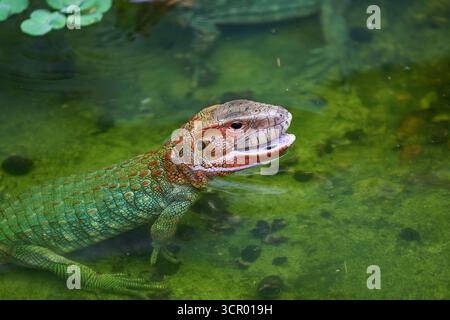 L'elusiva lucertola di Dracaena, perfettamente adattata al suo mondo amazzonico. In parte rettile, in parte spirito fluviale. Pacaya Samiria Perù. Foto Stock