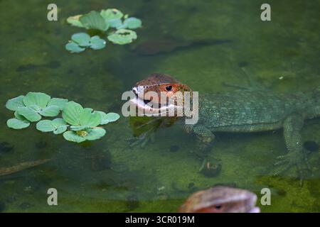 L'elusiva lucertola di Dracaena, perfettamente adattata al suo mondo amazzonico. In parte rettile, in parte spirito fluviale. Pacaya Samiria Perù. Foto Stock