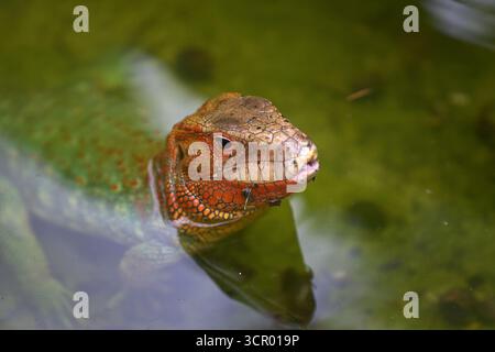 L'elusiva lucertola di Dracaena, perfettamente adattata al suo mondo amazzonico. In parte rettile, in parte spirito fluviale. Pacaya Samiria Perù. Foto Stock