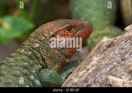 L'elusiva lucertola di Dracaena, perfettamente adattata al suo mondo amazzonico. In parte rettile, in parte spirito fluviale. Pacaya Samiria Perù. Foto Stock