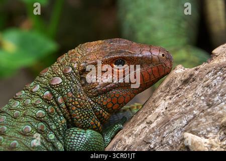 L'elusiva lucertola di Dracaena, perfettamente adattata al suo mondo amazzonico. In parte rettile, in parte spirito fluviale. Pacaya Samiria Perù. Foto Stock