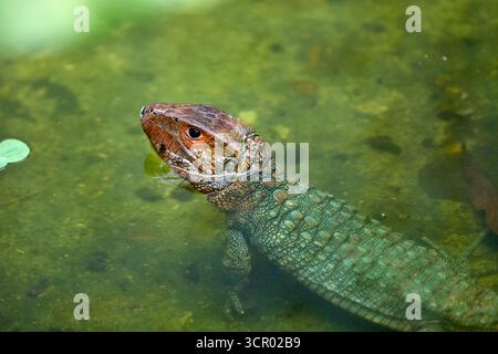 L'elusiva lucertola di Dracaena, perfettamente adattata al suo mondo amazzonico. In parte rettile, in parte spirito fluviale. Pacaya Samiria Perù. Foto Stock