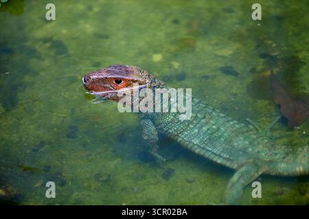 L'elusiva lucertola di Dracaena, perfettamente adattata al suo mondo amazzonico. In parte rettile, in parte spirito fluviale. Pacaya Samiria Perù. Foto Stock