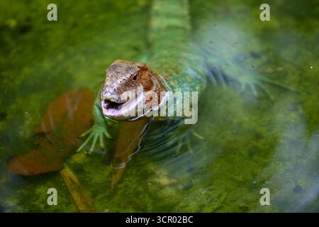 L'elusiva lucertola di Dracaena, perfettamente adattata al suo mondo amazzonico. In parte rettile, in parte spirito fluviale. Pacaya Samiria Perù. Foto Stock