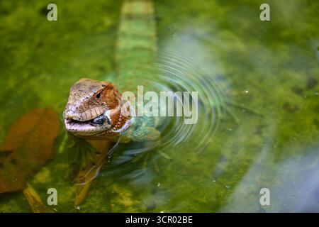 L'elusiva lucertola di Dracaena, perfettamente adattata al suo mondo amazzonico. In parte rettile, in parte spirito fluviale. Pacaya Samiria Perù. Foto Stock