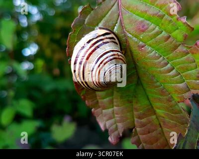 Splendida chiocciola a righe su una colorata foglia autunnale con sfondo verde e blu sfocato Foto Stock