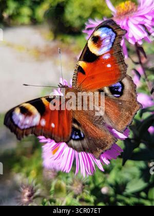 Primo piano dettagliato di una bellissima farfalla di pavone seduta su un fiore rosa di aster autunnale, alla luce del sole. Foto Stock