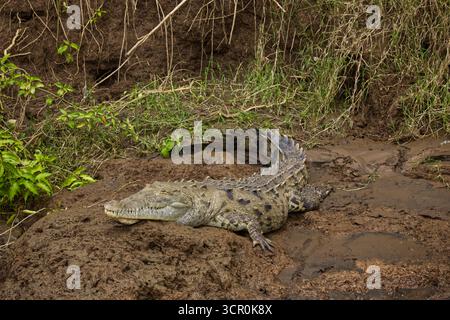 Coccodrillo che riposa sulla riva del Rio grande de Tarcoles - il fiume nella provincia di Puntarenas, Costa Rica, America centrale Foto Stock