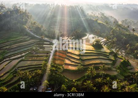 Drone aereo splendida vista dei campi di riso da Mahagiri, Menanga Village, Karangasem Regency a Bali, Indonesia durante l'alba. Foto Stock