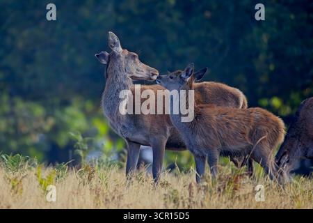 I cervi rossi si ritrovano con il vitello a Bradgate Park, Leicester, Inghilterra. Foto Stock