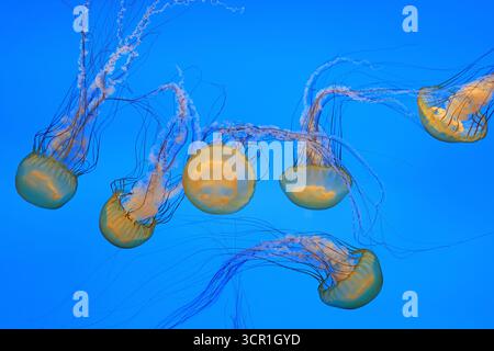 Magnifiche meduse esotiche in un acquario con sfondo blu Foto Stock