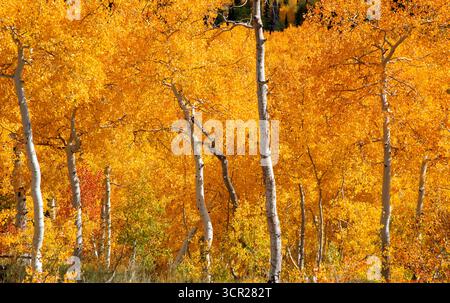 I colori autunnali esplodono nella Manti-la Sal National Forest, nello Utah occidentale. STATI UNITI Foto Stock
