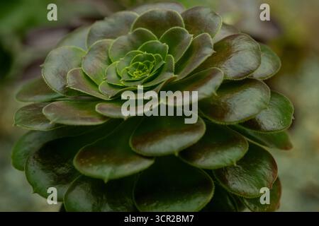 Aeonium aureum albero houseleeks, arbusto con foglie verdi. Foto Stock