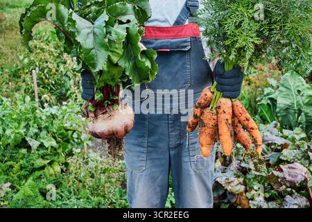 Agricoltore che detiene barbabietole e carote appena raccolte nel giardino verde Foto Stock