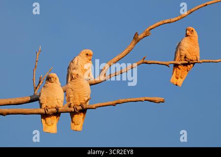 Un gruppo di piccole corellas (Cacatua sanguinea) arroccato su un albero alla luce del mattino presto, Australia meridionale Foto Stock