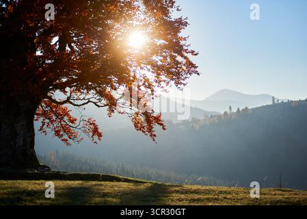 Tranquillo paesaggio con alberi maestosi con foglie rosse vibranti sotto la luce del sole dorato. Montagne e foreste lontane, immerse nella luce soffusa e nebbiosa del mattino presto, creano una tranquilla scena autunnale. Foto Stock