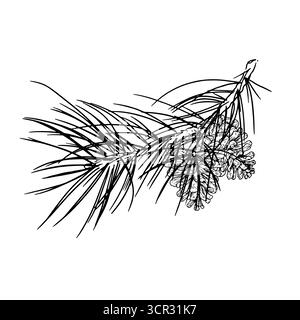 Soffice ramoscello di pino, abete e coni, schizzo. Illustrazione vettoriale. Una decorazione tradizionale natalizia, isolata su uno sfondo bianco. Per postcar Illustrazione Vettoriale