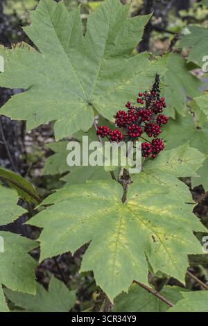 Devil's Club, orchidea di riccio (Oplopanax horridus), Alaska, Stati Uniti Foto Stock