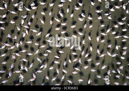 Veduta aerea della costa e della laguna di Inciralti a Balcova Izmir, Turchia, fenicotteri, zone umide, baia di Izmir e paesaggio costiero urbano Foto Stock