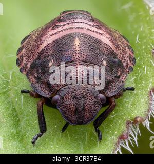 Vista frontale della tartaruga Shieldbug nymph (Eurygaster testudinaria) a riposo sulla foglia della pianta. Tipperary, Irlanda Foto Stock