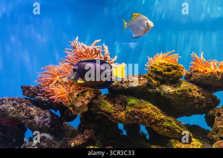 Zebrasoma xanthurum o Yellowtail Purple Tang in acquario Foto Stock