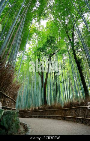Percorso nel mezzo di una foresta di bambù in Giappone Foto Stock