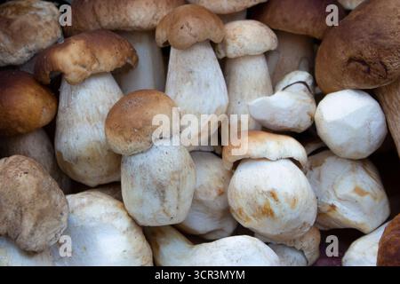 Ci sono molti funghi porcini selvatici sul tavolo. Uno sfondo di piccoli funghi bolo con cappucci marroni. Raccolta dei funghi. Funghi sgomberati da fo Foto Stock
