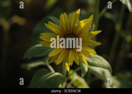 Un girasole più corto in fiore in un campo di girasoli. Foto Stock