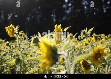 Vista laterale di un campo di girasoli in fiore. Foto Stock
