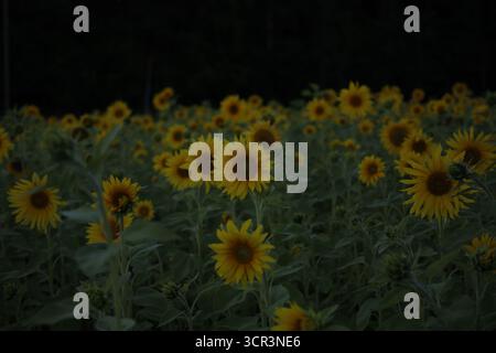 Un campo scuro di girasoli in fiore. Foto Stock