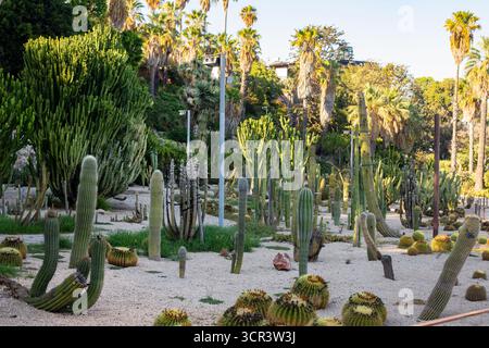 Una disposizione decorativa di esotici cactus colonnari in un giardino soleggiato. Vari tipi di cactus. Foto Stock
