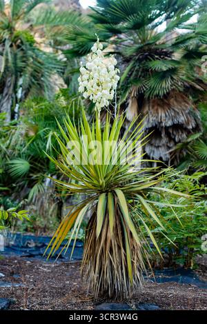 Una pianta ornamentale da giardino, Yucca filamentosa o yucca da giardino con una guglia fiorita a contrasto su uno sfondo di verde scuro Foto Stock