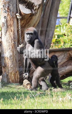 Gorilla Kingdom allo Zoo di Londra, con gorilla di pianura occidentale. I gorilla sono il primate più grande del mondo e sono minacciati in modo preoccupante e critico. Foto Stock