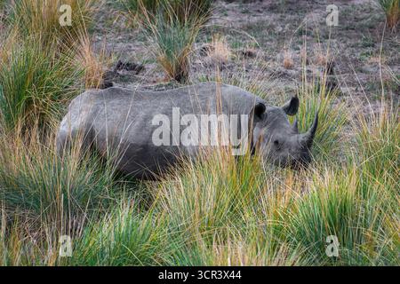 Il rinoceronte nero Diceros bicornis è stato avvistato in Sudafrica il 2025 settembre Foto Stock