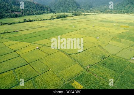 Vista aerea di lussureggianti risaie verdi che si estendono verso colline lontane sotto un cielo limpido. Aceh Jaya Regency, Aceh, Sumatra, Indonesia Foto Stock