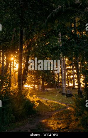 La luce del sole filtra attraverso fitti alberi boschivi creando un sentiero sereno e dorato. Krui, Lampung, Sumatra, Indonesia Foto Stock
