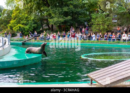 Budapest, Ungheria - settembre 2019: Leone marino che riposa sulla piattaforma durante lo spettacolo allo zoo, la folla di visitatori osserva l'animale acquatico nella piscina all'aperto. Foto Stock
