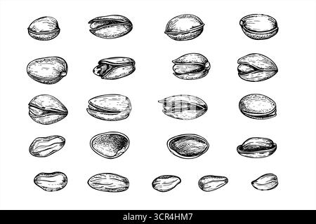 Set di dadi di pistacchio in varie forme e angolazioni monocromate vettoriali. Frutta secca sana in guscio e semi sbucciati schizzo grafico realistico. Illustrazione Vettoriale