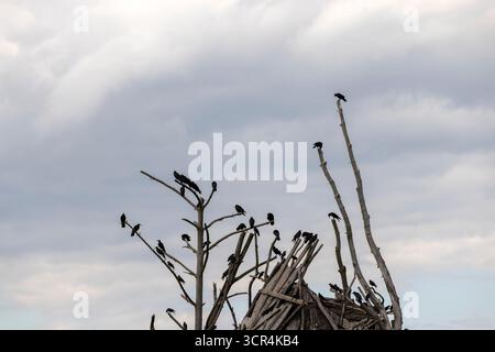 un gran numero di corvi neri sono seduti su una recinzione fatta di legno e vecchi alberi secchi, uno stormo di corvi neri è seduto sui rami del vecchio albero secco Foto Stock